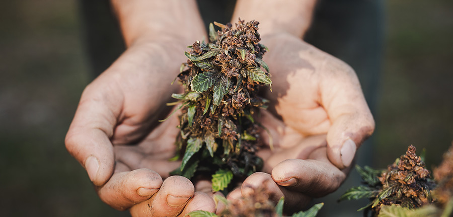 Pasadena Marijuana Dispensary | Large Cannabis Flower held in human hands